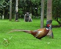 Cat & Pheasant